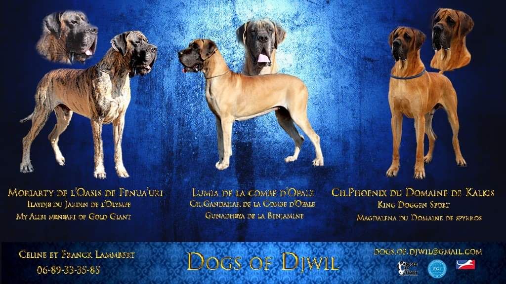 Dogs Of Djwil - Dogue allemand - Portée née le 27/10/2020