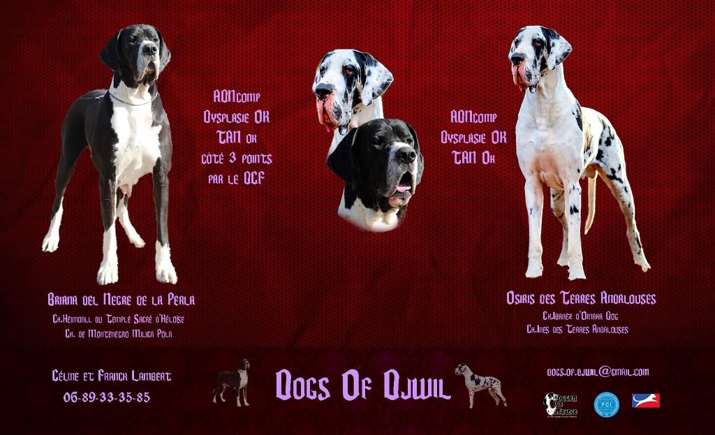 Dogs Of Djwil - Dogue allemand - Portée née le 31/10/2020