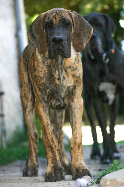 Maximus De L'oasis De Fenua 'uri