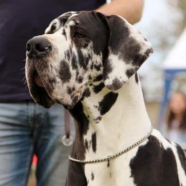 Ula la componella fci