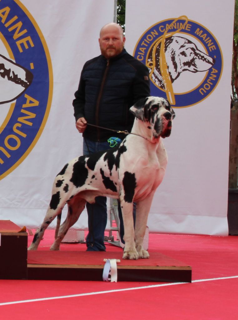 Poseidon Dogs Of Djwil