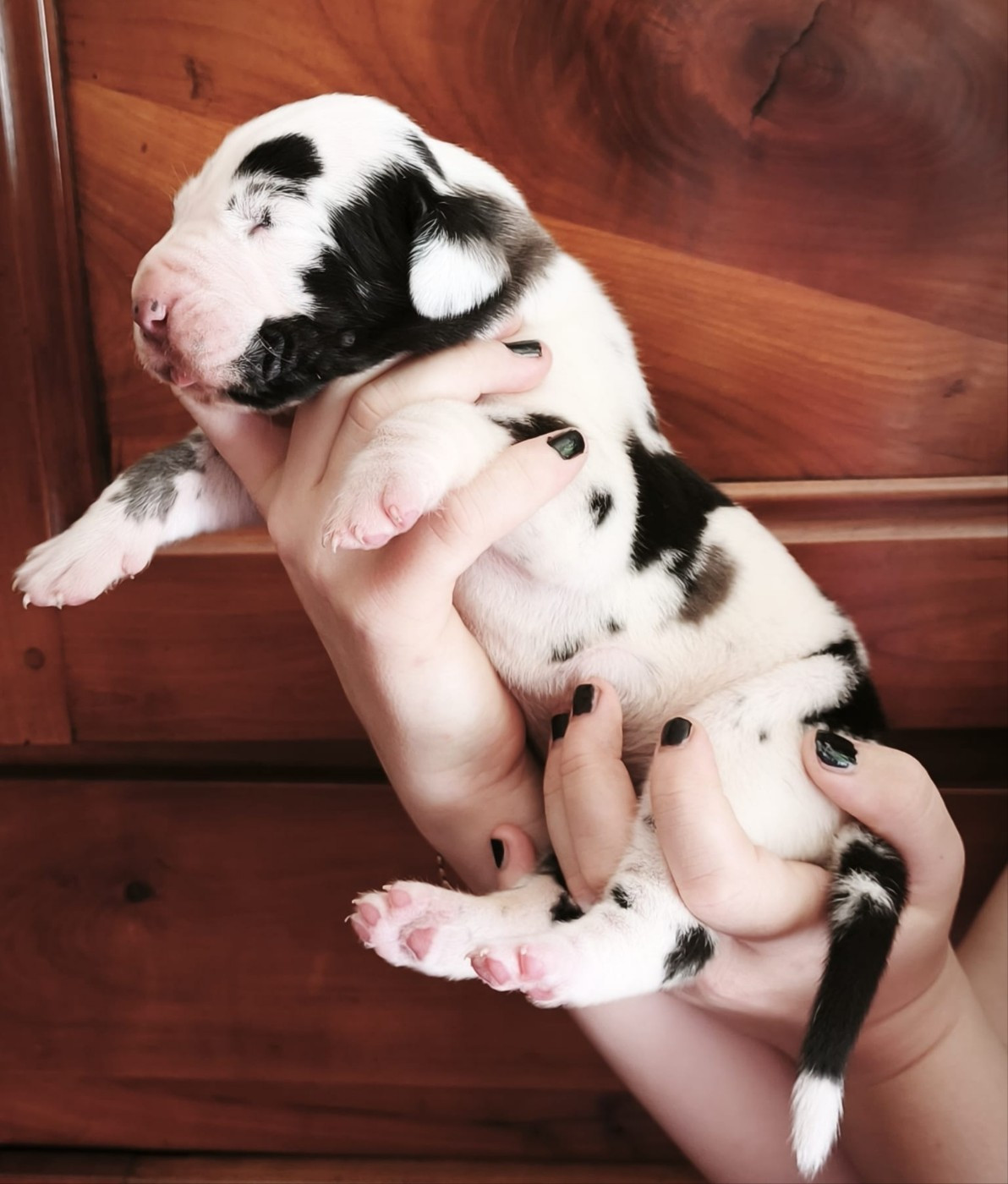 Dogs Of Djwil - Chiots disponibles - Dogue allemand