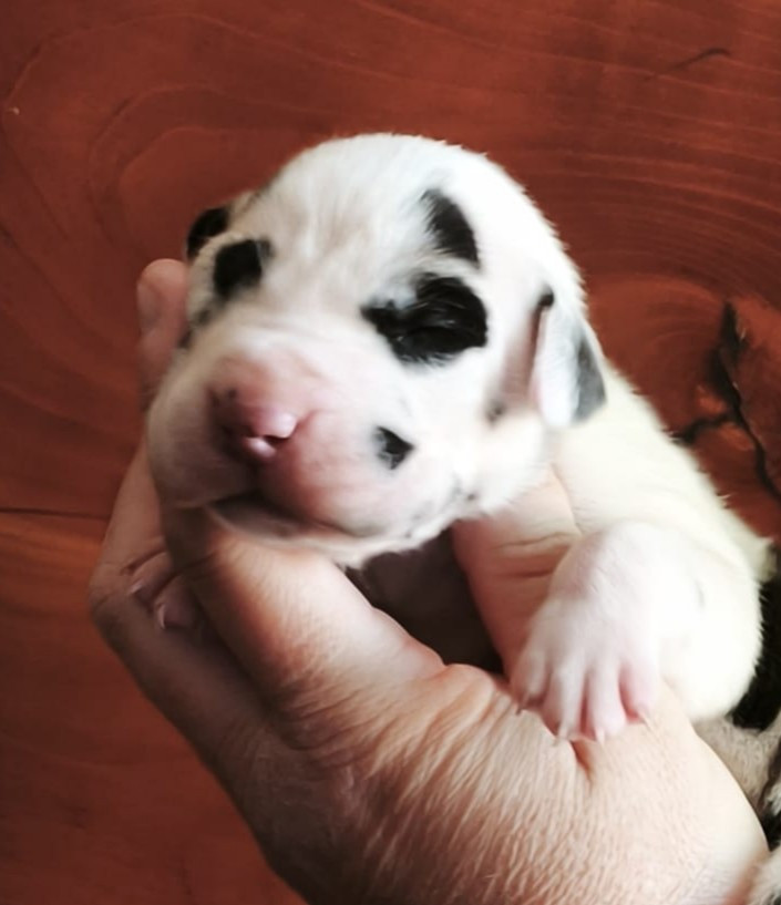 Dogs Of Djwil - Chiots disponibles - Dogue allemand