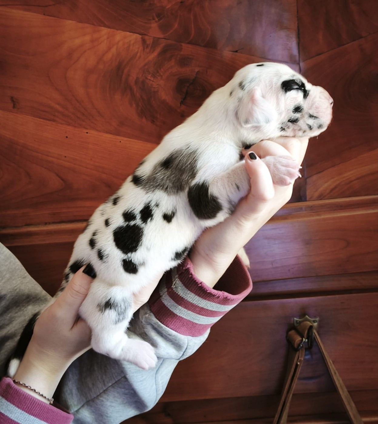 Dogs Of Djwil - Chiots disponibles - Dogue allemand