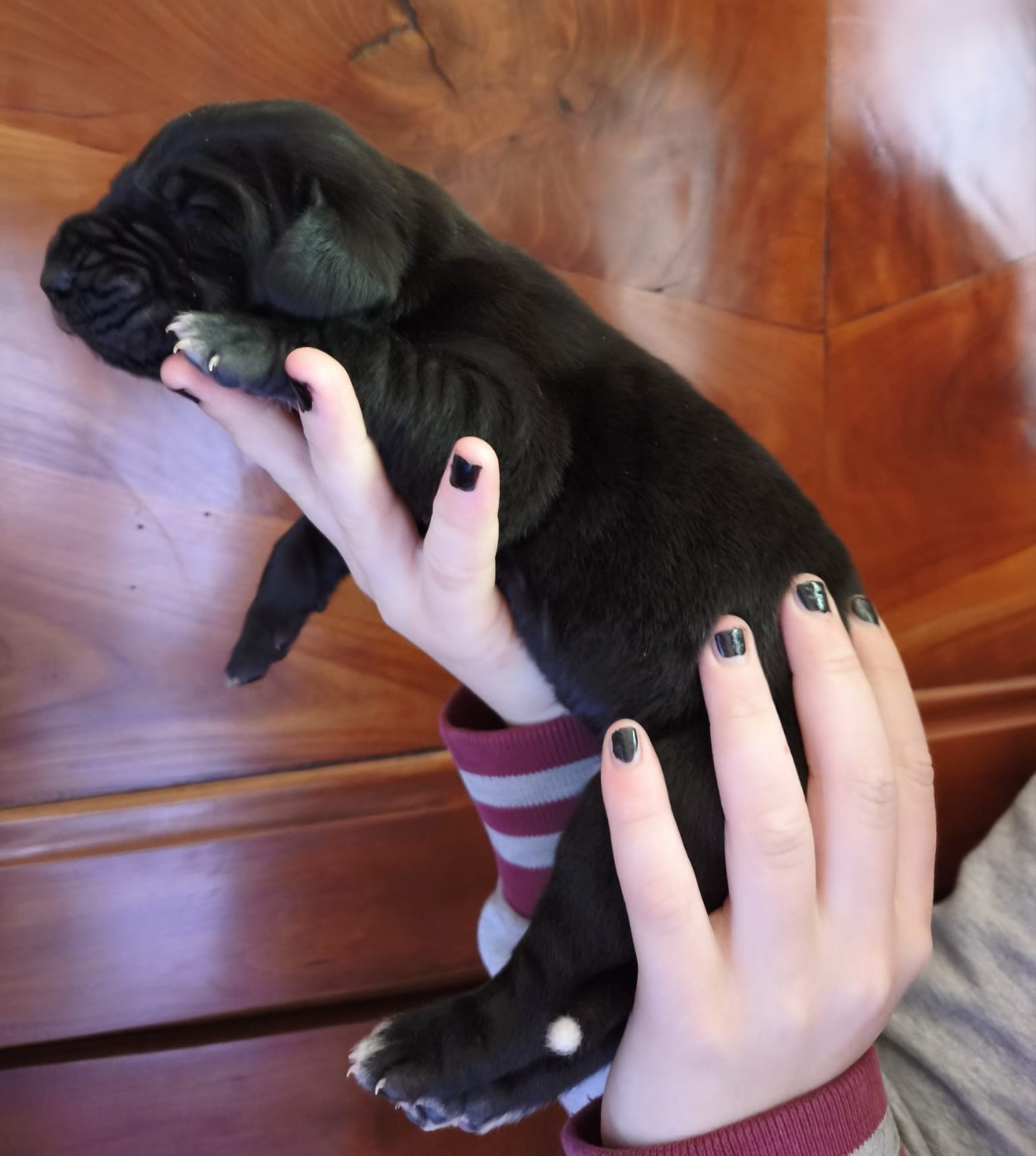 Dogs Of Djwil - Chiots disponibles - Dogue allemand