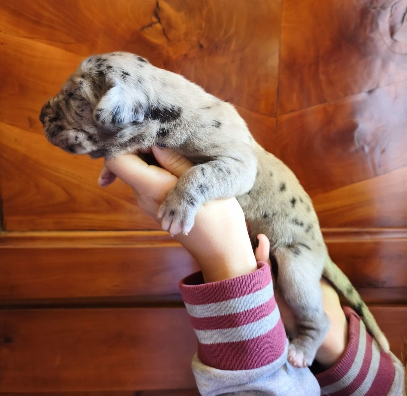 Dogs Of Djwil - Chiots disponibles - Dogue allemand