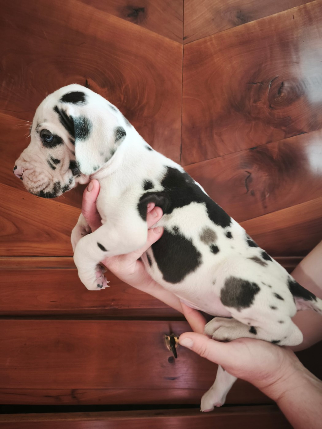 Dogs Of Djwil - Chiots disponibles - Dogue allemand