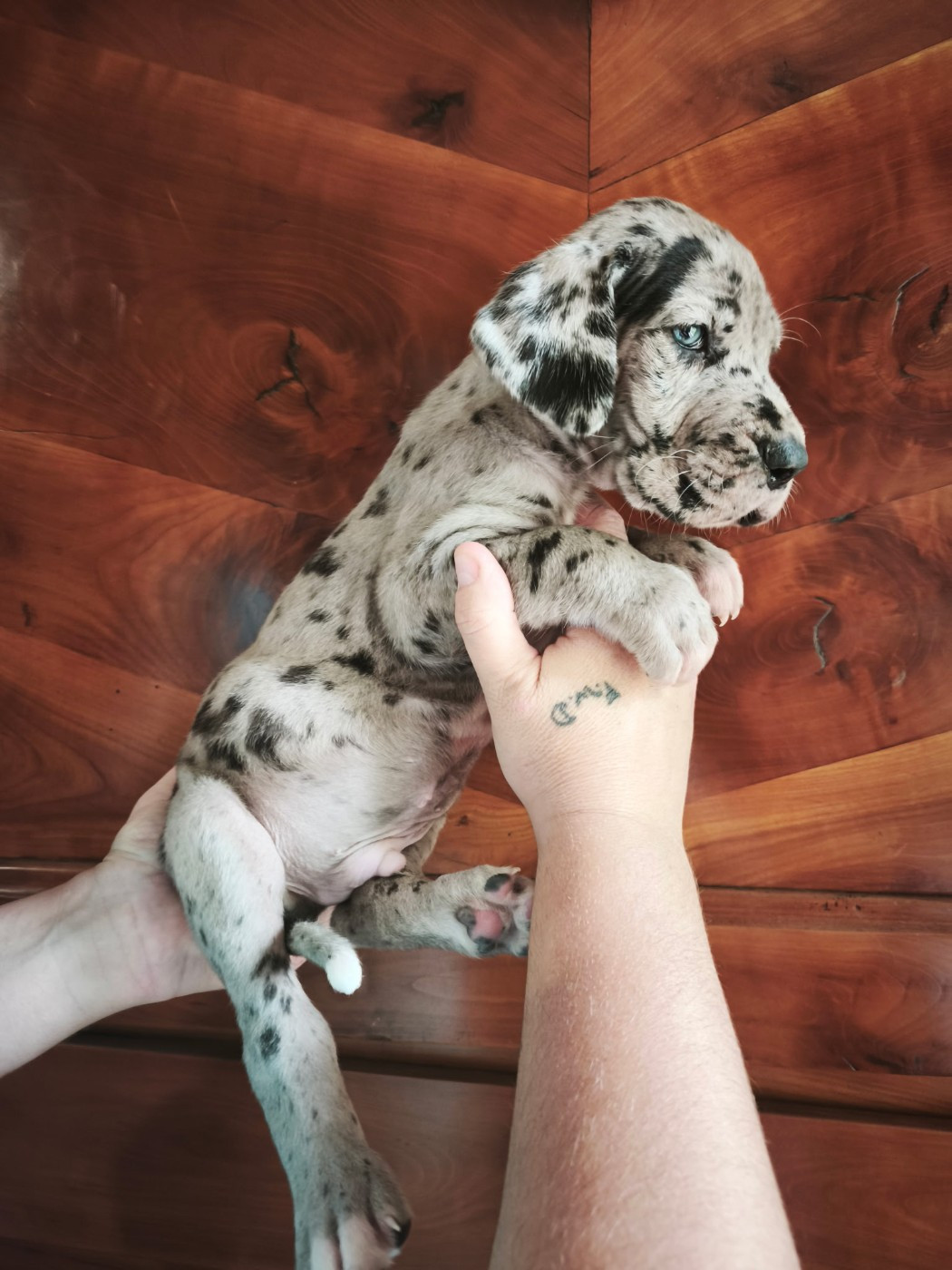 Dogs Of Djwil - Chiots disponibles - Dogue allemand