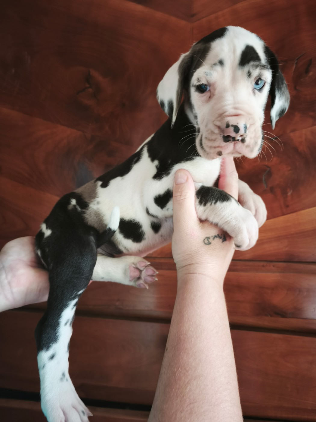 Dogs Of Djwil - Chiots disponibles - Dogue allemand