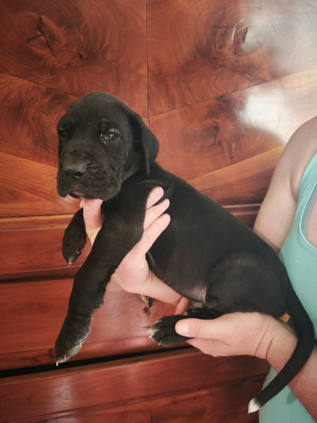 Dogs Of Djwil - Chiots disponibles - Dogue allemand