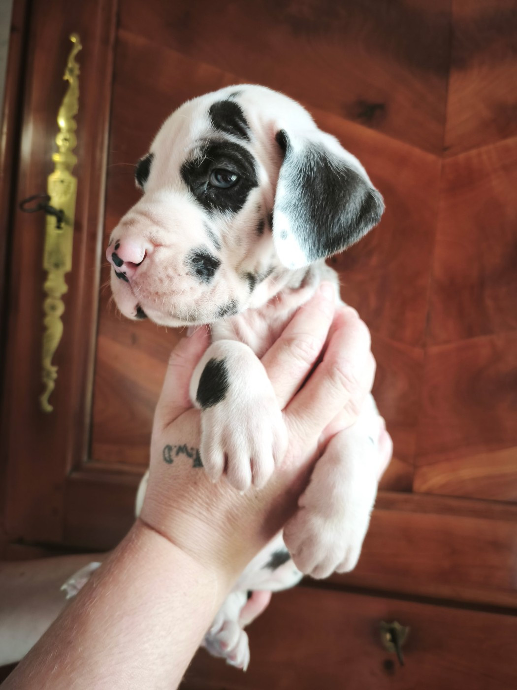 Dogs Of Djwil - Chiots disponibles - Dogue allemand