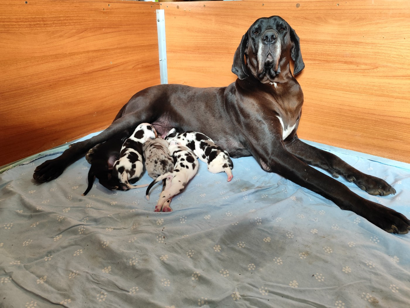 Chiot Dogue allemand Dogs Of Djwil