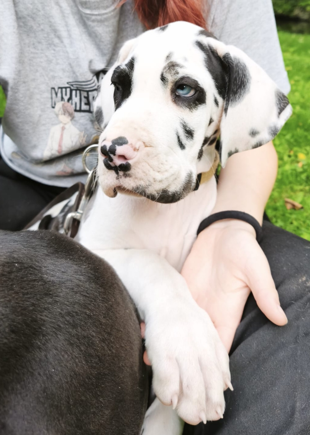 Dogs Of Djwil - Chiots disponibles - Dogue allemand
