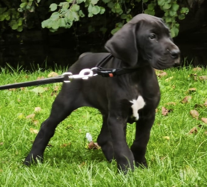 Dogs Of Djwil - Chiots disponibles - Dogue allemand