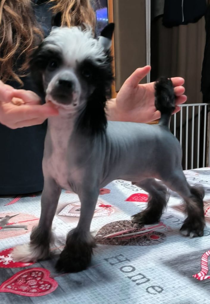 Dogs Of Djwil - Chien chinois à crête - Portée née le 17/01/2024