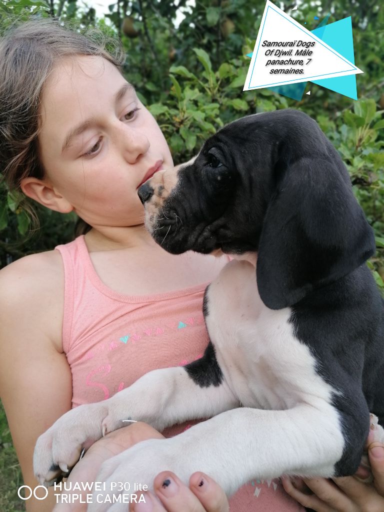 Dogs Of Djwil - Dogue allemand - Portée née le 30/06/2021