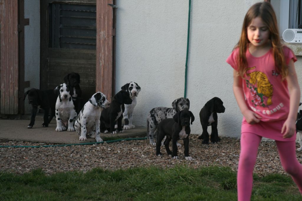 Dogs Of Djwil - Dogue allemand - Portée née le 01/01/2019