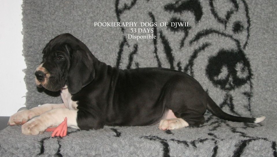Dogs Of Djwil - Dogue allemand - Portée née le 01/12/2019