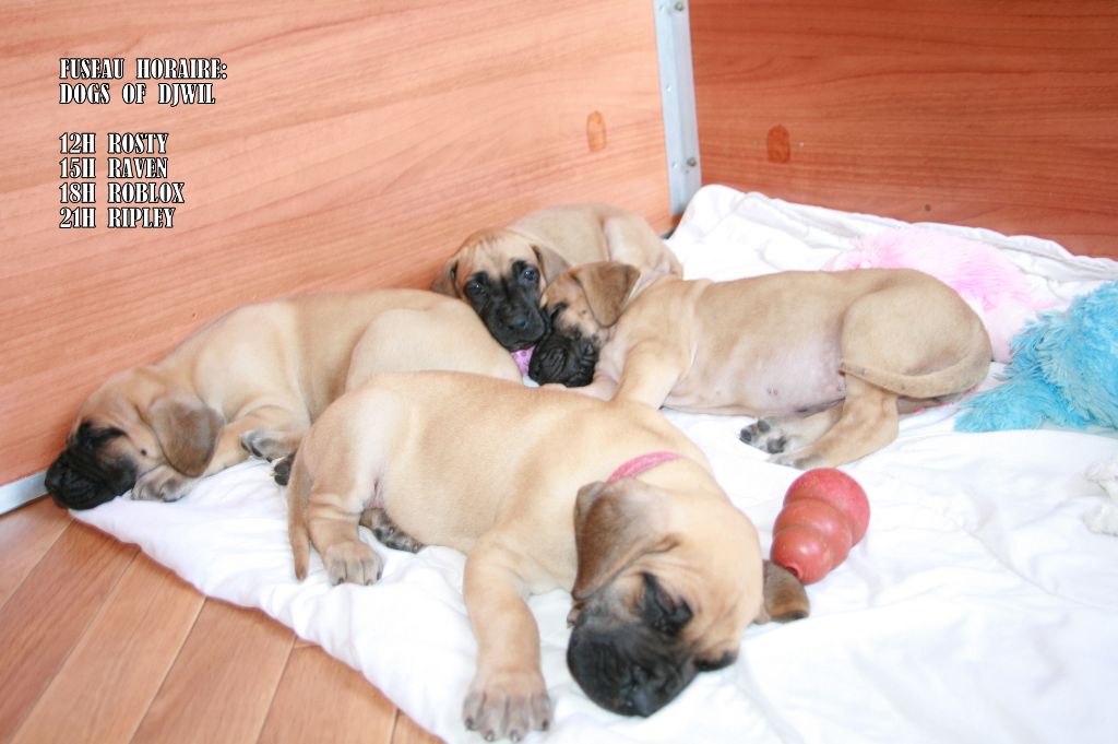 Dogs Of Djwil - Dogue allemand - Portée née le 12/04/2020